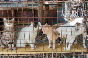 Tierheim Tapolca am Balaton freundliche Katzen im Gehege