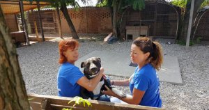 Tierheim Tapolca Ehrenamtliche Mitarbeiter Ulrike und Marianna kümmern sich um einen Hund.