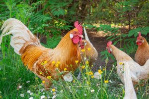 Hühner in Ungarn halten