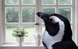 Windows-Programme unter Linux ausführen: Ein Leitfaden für Einsteiger