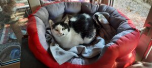 Katze Peggy fühlt sich im Tierheim Tapolca sehr wohl.