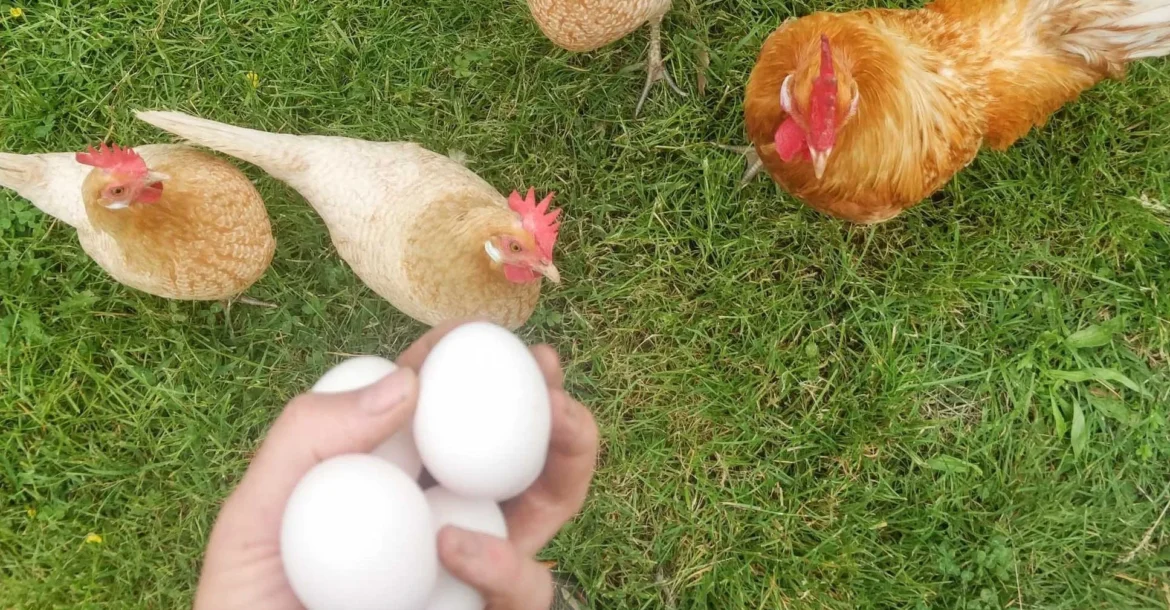 Hühner halten im Garten