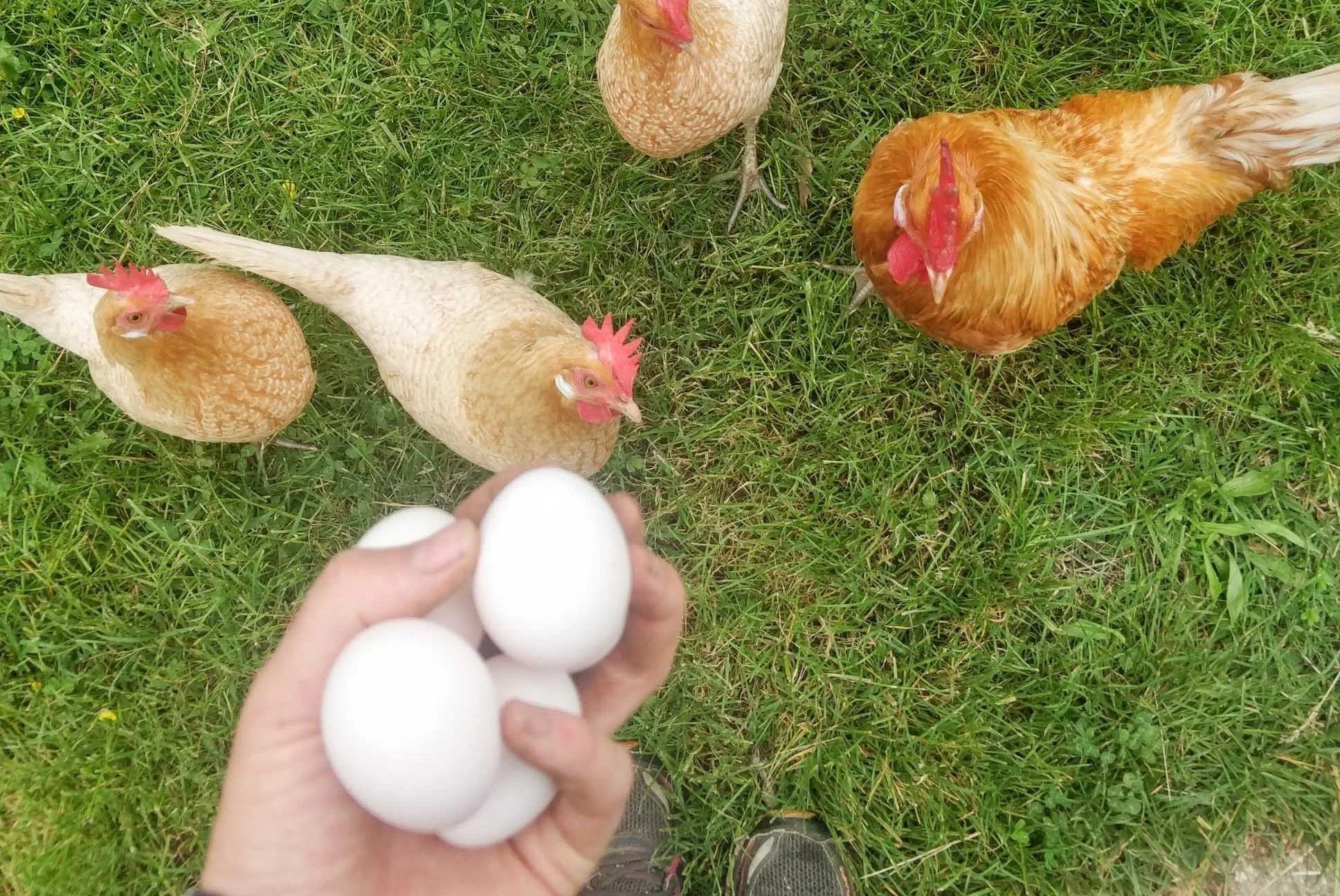 Hühner halten im Garten